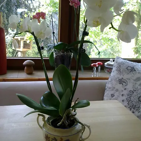 Pensión Pension Eltmann